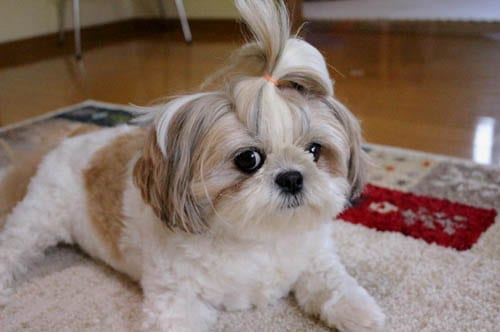 only-shih-tzu-dog-owners-understand-8