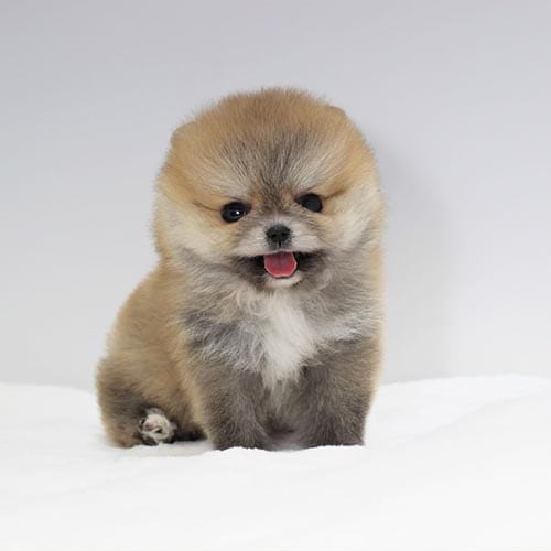 pomeranian-most-loyal-small-dog-breeds