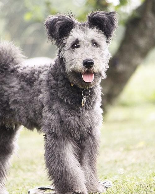 pumi-most-loyal-small-dog-breeds