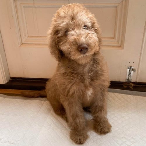 rarest-dog-breeds-in-the-world-bedlington-terrier