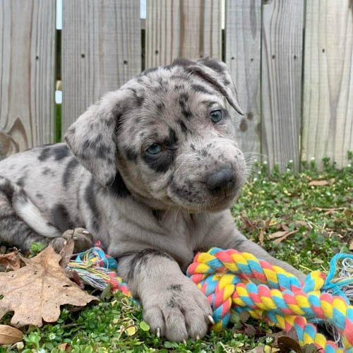 rarest-dog-breeds-in-the-world-catahoula-leopard-dog