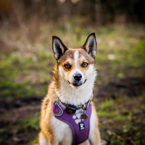 rarest-dog-breeds-in-the-world-norwegian-lundehund