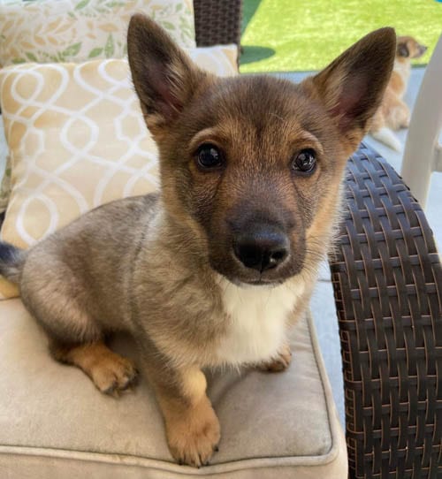 rarest-dog-breeds-in-the-world-swedish-vallhund