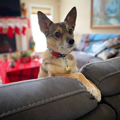 rat-terrier-most-loyal-small-dog-breeds