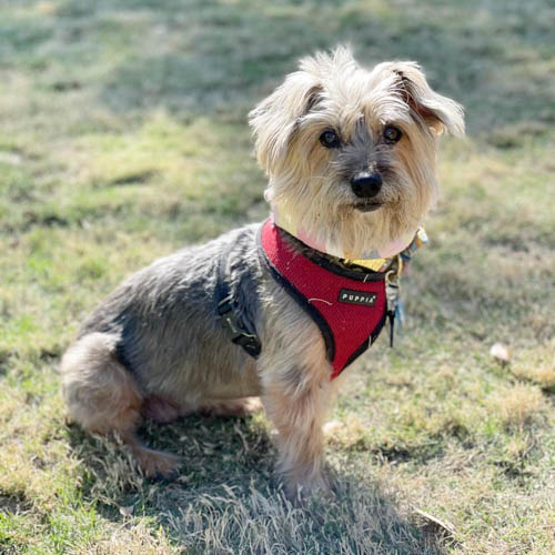 silky-terrier-dog-breed-12