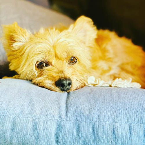 silky-terrier-dog-breed-3