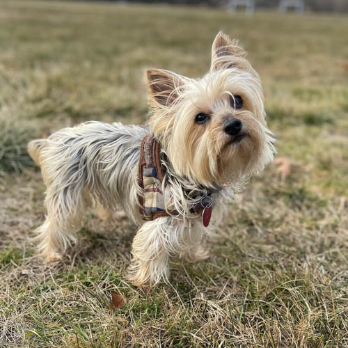 silky-terrier-dog-breed-6