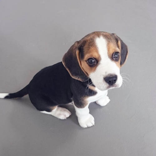 beagle-dog-breed-2