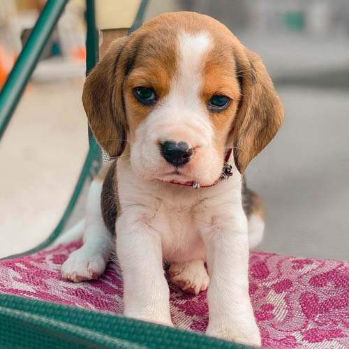 beagle-dog-breed-3