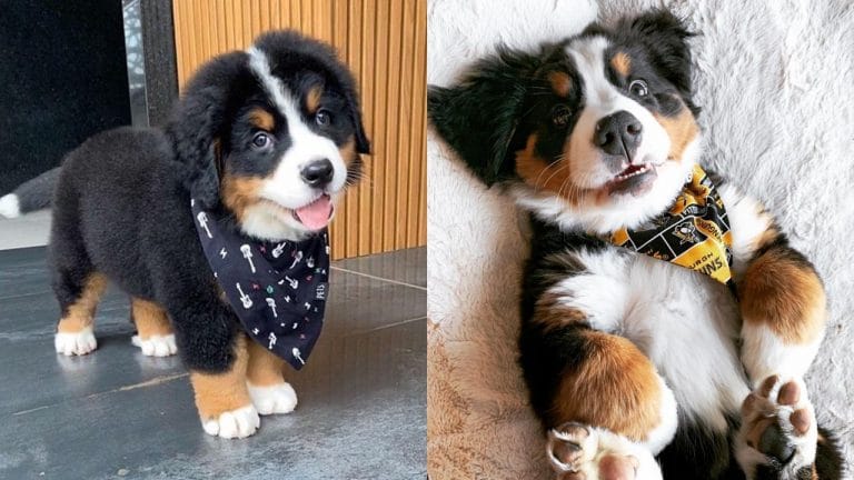 Bernese Mountain Dog - What's Good and Bad About Ém 1 bernese-mountain-dog