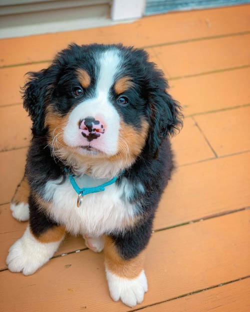 bernese-mountain-dog-4