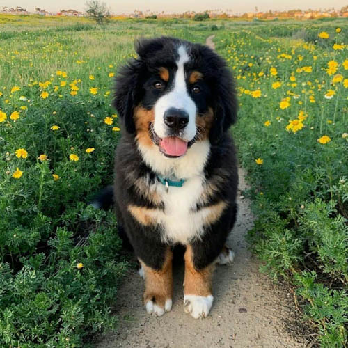 bernese-mountain-dog-7