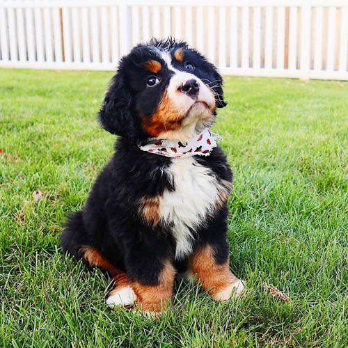 bernese-mountain-dog-8