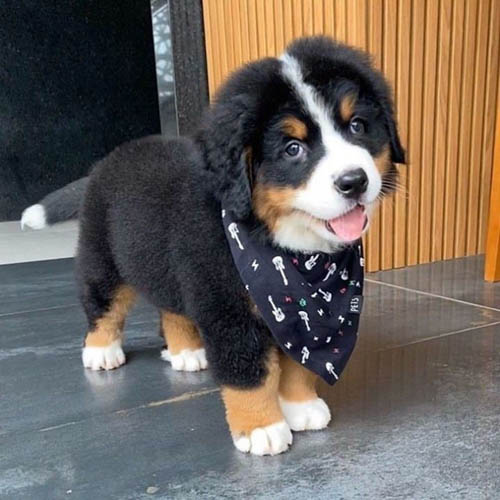 bernese-mountain-dog