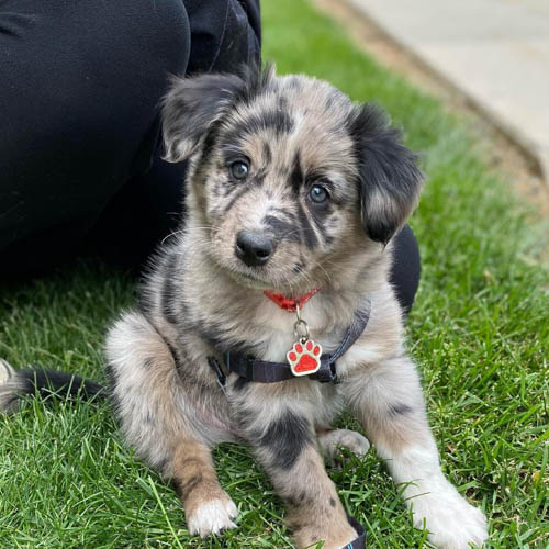 border-collie-dog-breed-10