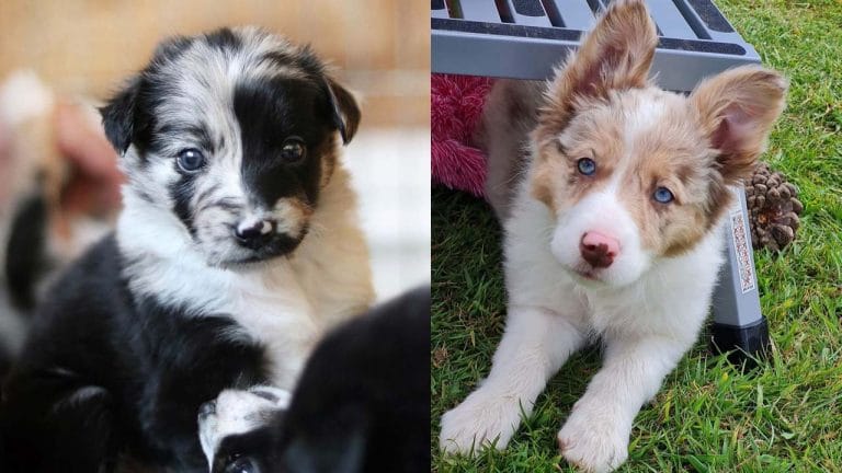 border-collie-dog-breed