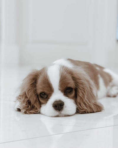 cavalier-king-charles-spaniel_-2