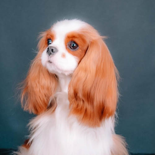 cavalier-king-charles-spaniel_-6