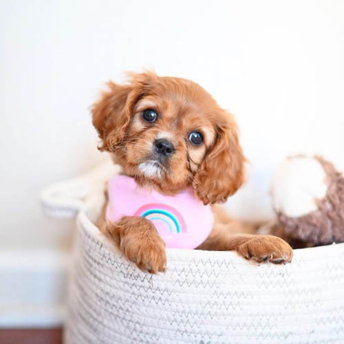 cavalier-king-charles-spaniel_-9