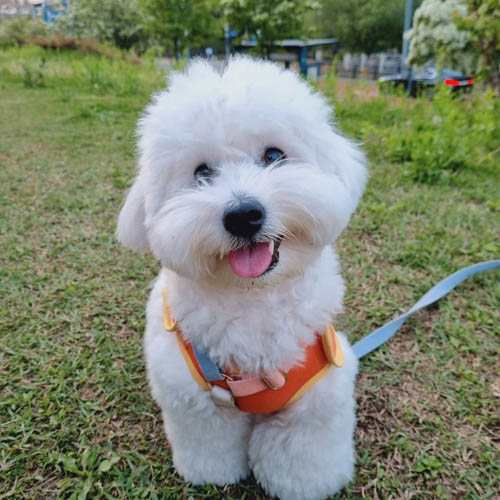 coton-de-tulear-dog-breed-6