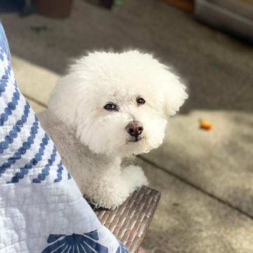 coton-de-tulear-mix-breeds-Biton