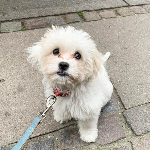 coton-de-tulear-mix-breeds-Cavaton