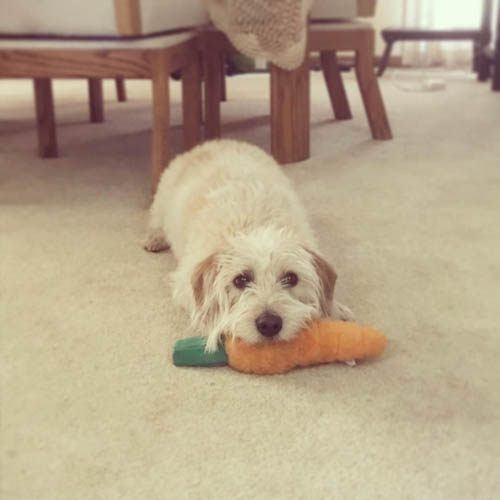 coton-de-tulear-mix-breeds-Coton-Beagle