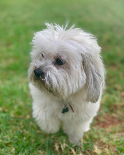 coton-de-tulear-mix-breeds-Coton-Bolonka