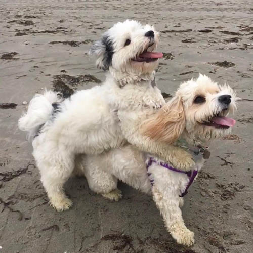 coton-de-tulear-mix-breeds-Havaton