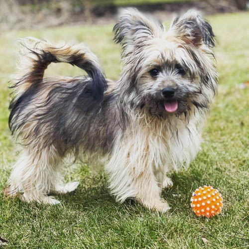 coton-de-tulear-mix-breeds-Pom-Coton