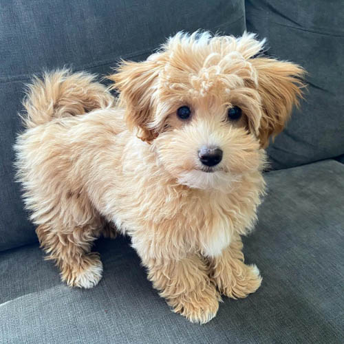 coton-de-tulear-mix-breeds-Poo-Ton