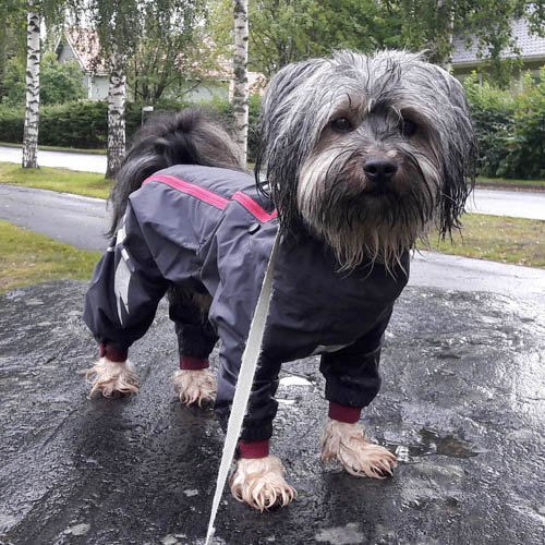 coton-de-tulear-mix-breeds-Silky-Coton