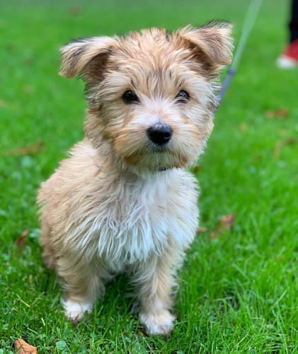 coton-de-tulear-mix-breeds-Yorkie-Ton