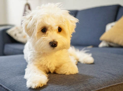 coton-de-tulear-mix-breeds-cotonese