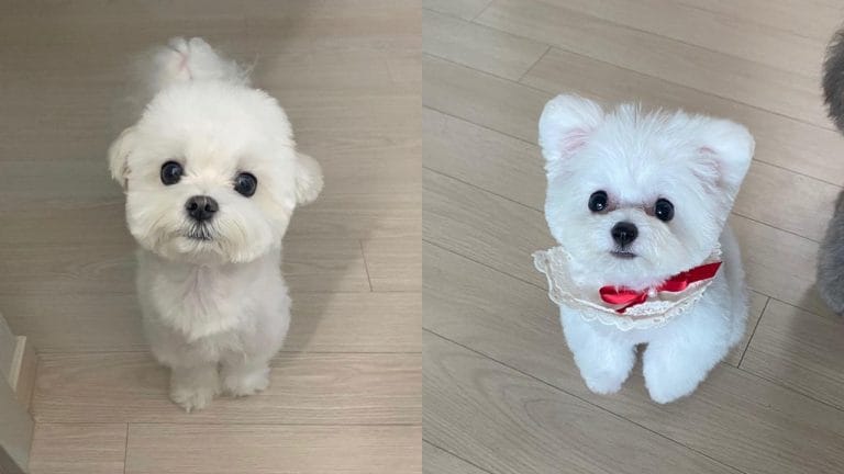 15 Easiest Dogs To Potty Train 1