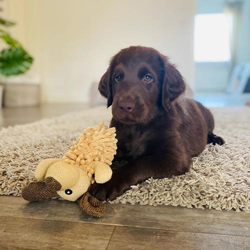 dog-breeds-with-the-shortest-lifespans-flat-coated-retriever