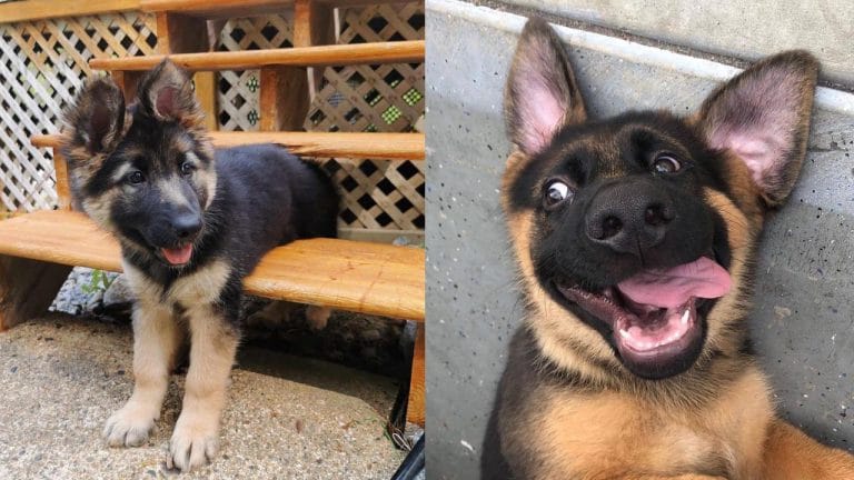 How to Train a German Shepherd Puppy to be a Guard Dog 1 how-to-train-a-german-shepherd-puppy-to-be-a-guard-dog