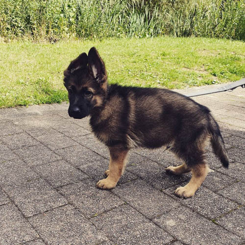 german-shepherd-dog-breed