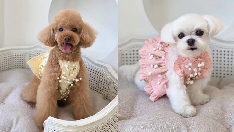 18 Adorable Ways to Include Your Pet in Your Wedding 1 adorable-ways-to-include-your-pet-in-your-wedding