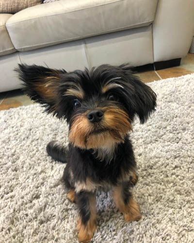 king-charles-yorkie-dog-breed-2