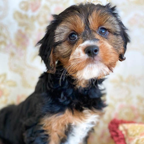 king-charles-yorkie-dog-breed-7