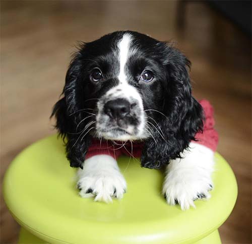 sprocker-spaniel