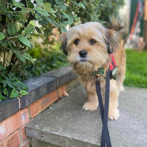 yorkie-apso-dog-breed-2