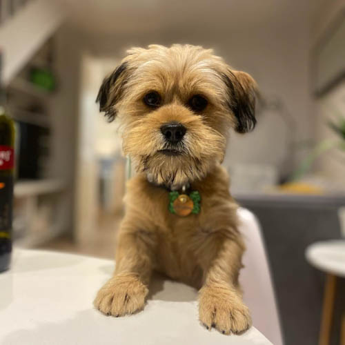 yorkie-apso-dog-breed-7