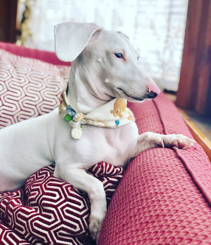 Albino-Dachshund-colors