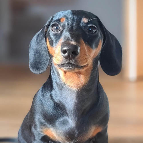 Black-and-Tan-Dachshund-colors