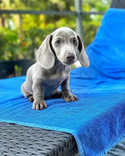 Blue-Dachshund-colors