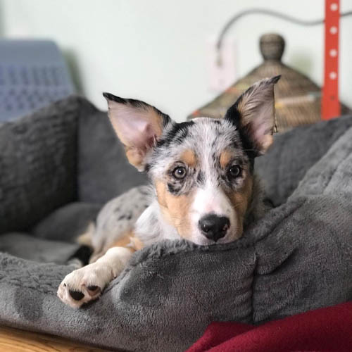 Borgie-corgi-mix-dogs