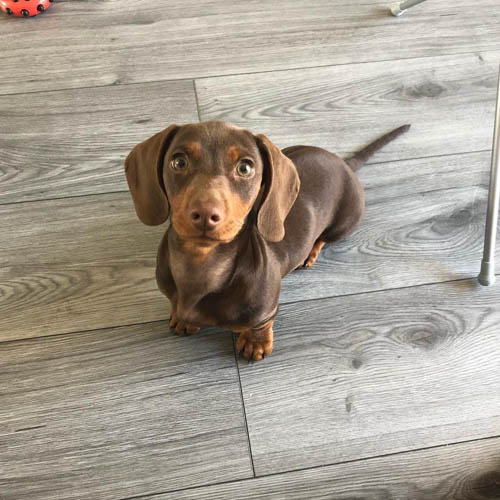 Chocolate-Dachshund-colors