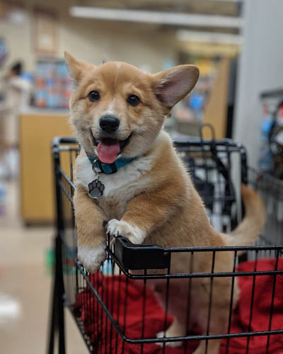 Corgi-Inu-corgi-mix-dogs